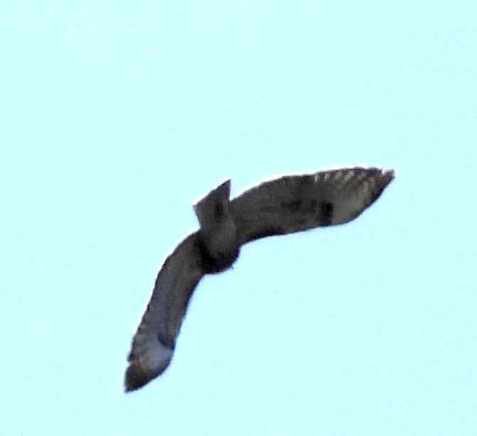 Red-tailed Hawk - ML609877297