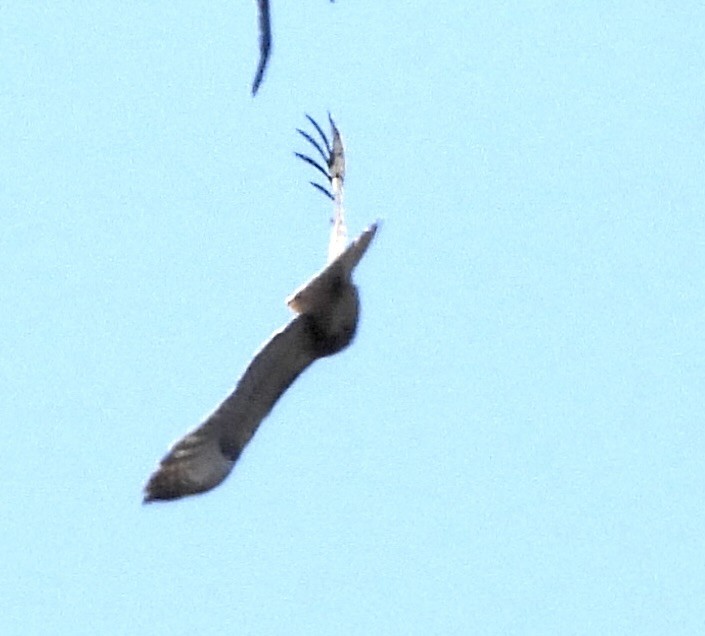 Red-tailed Hawk - ML609877314