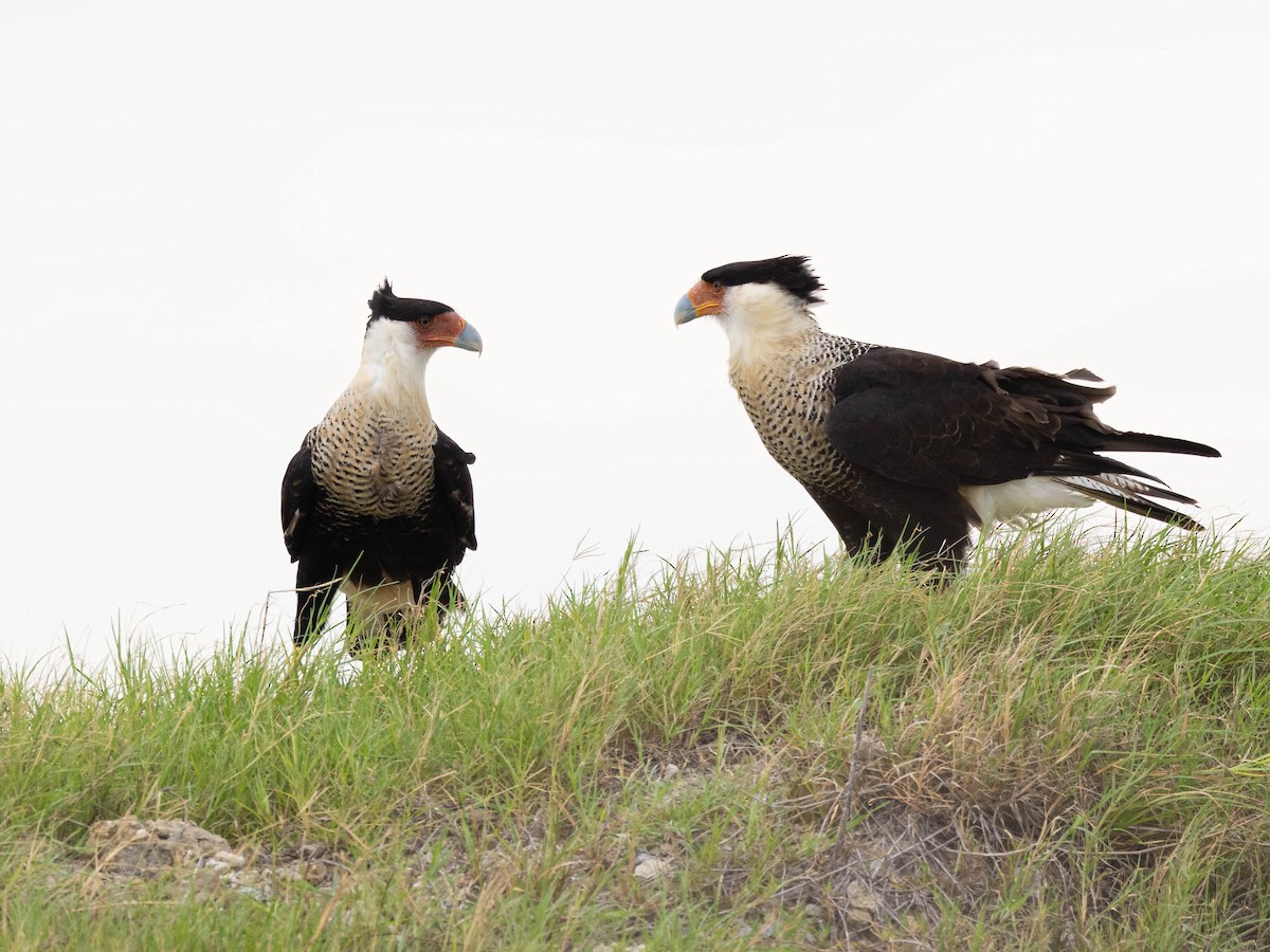 Crested Caracara - Andy DeBroux