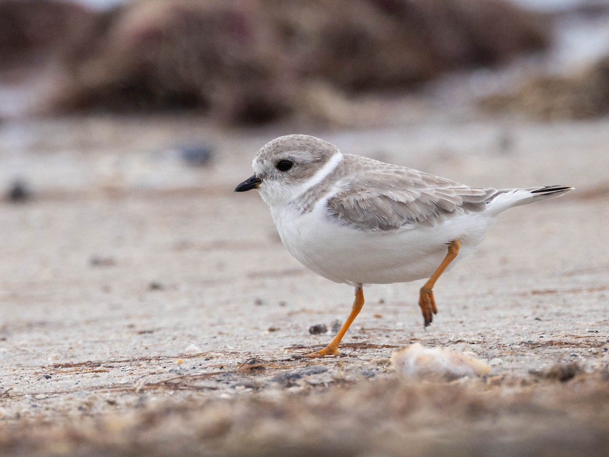 Piping Plover - ML609877539