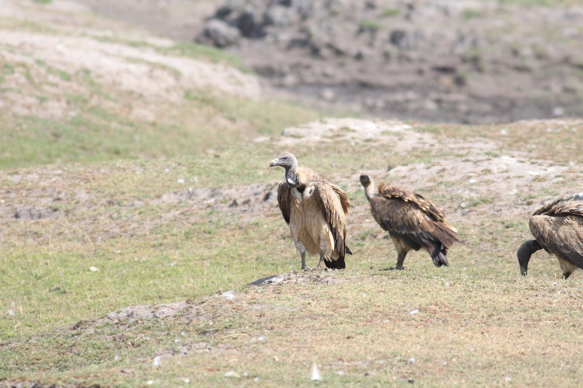 Indian Vulture - ML609877723
