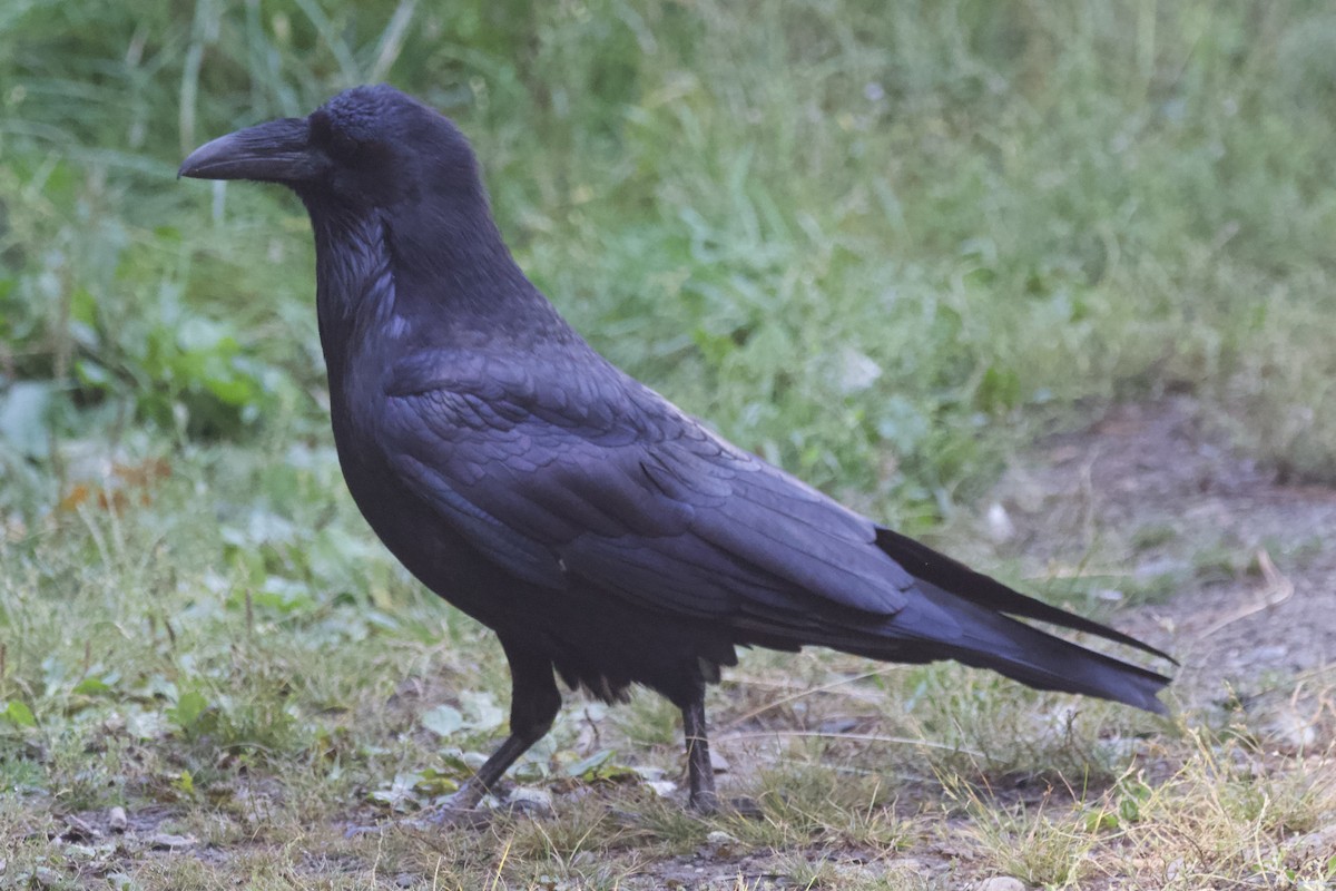 Common Raven - Greg Hertler