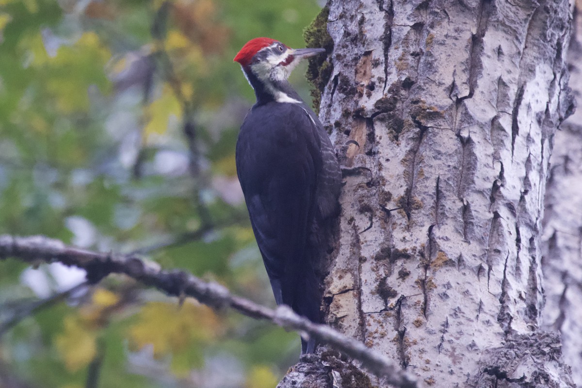 Pileated Woodpecker - Greg Hertler