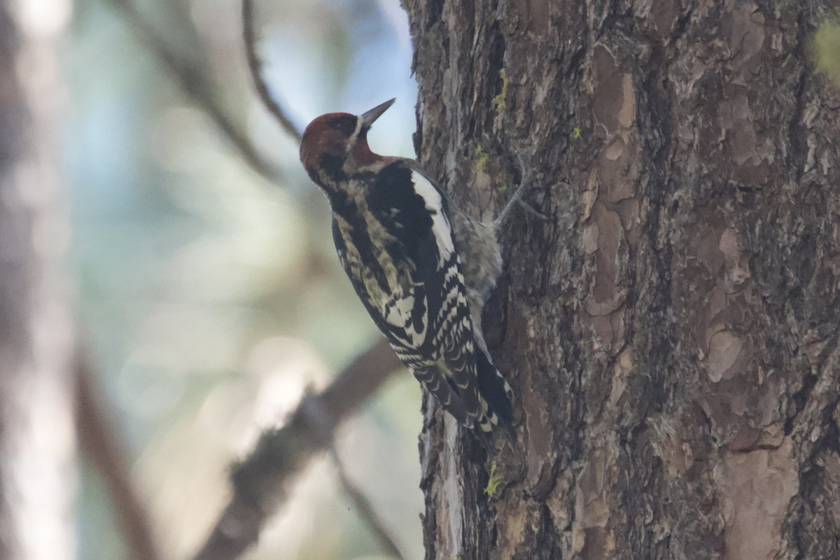 Red-breasted Sapsucker - ML609877993