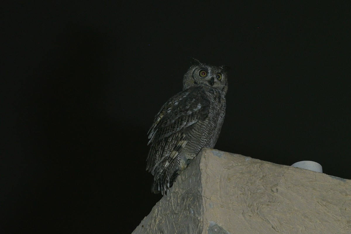 Arabian Eagle-Owl - ML609878416