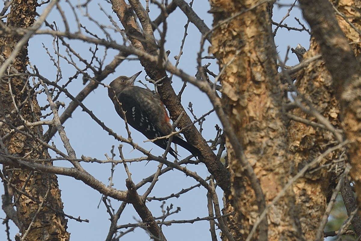 Arabian Woodpecker - ML609878466