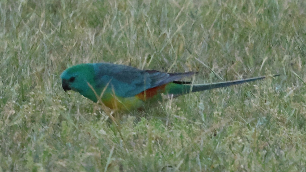 Red-rumped Parrot - ML609878822