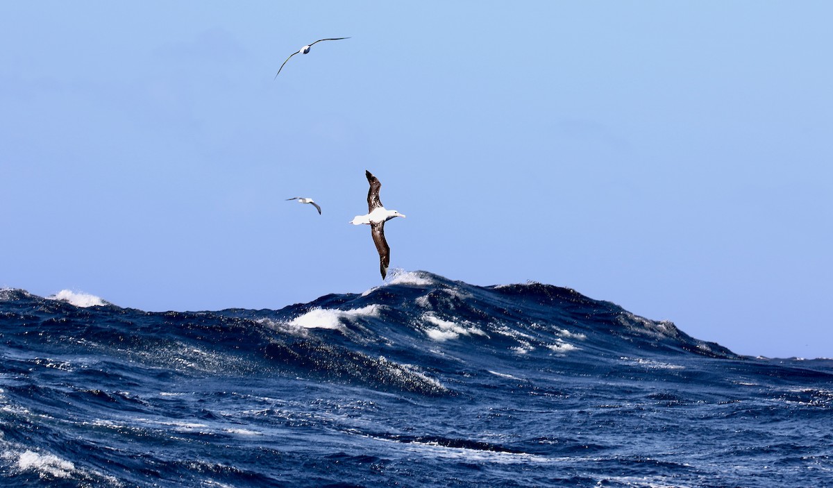 Southern Royal Albatross - Jennifer Spry