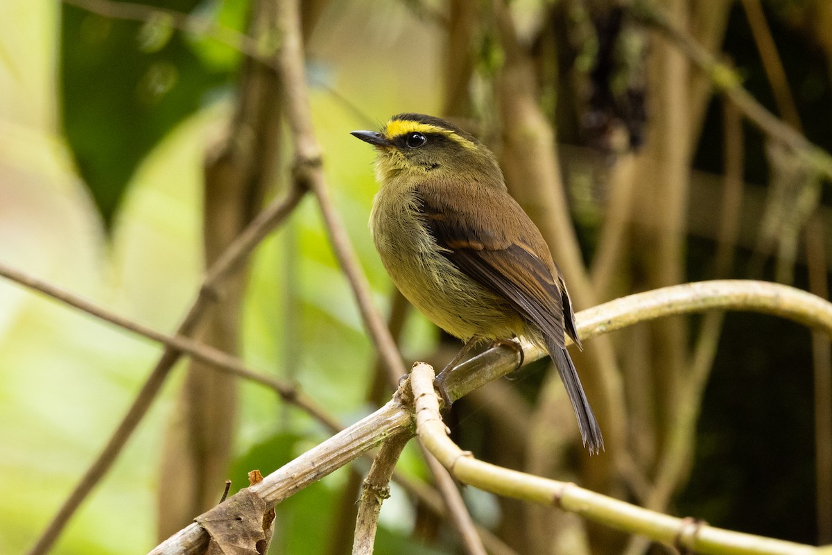 Yellow-bellied Chat-Tyrant - ML609879337