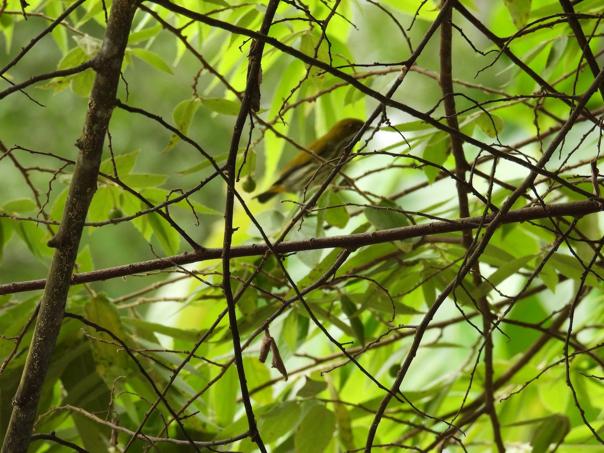 Yellow-vented Flowerpecker - ML609879338