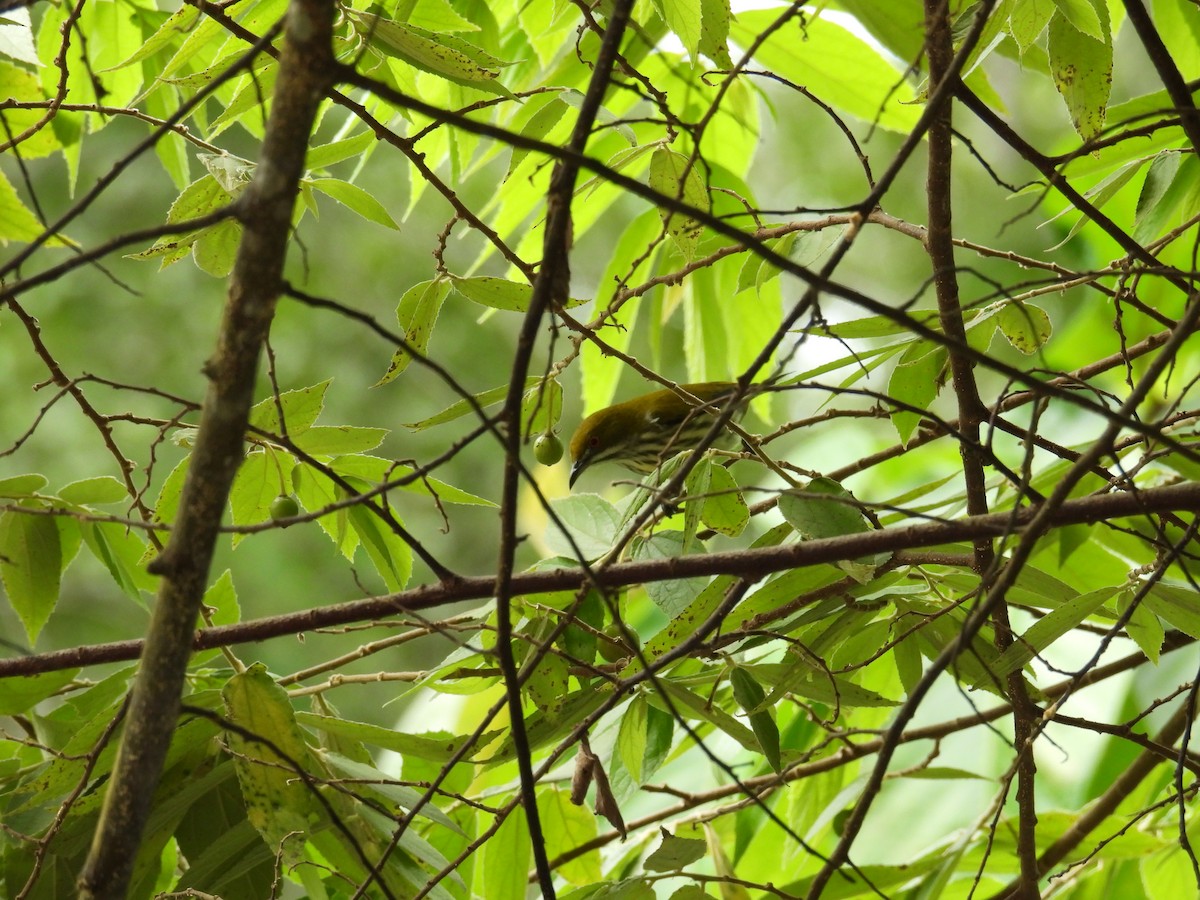 Yellow-vented Flowerpecker - ML609879339
