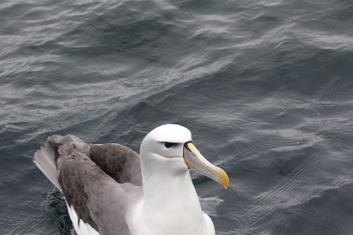 Albatros à cape blanche - ML609879393
