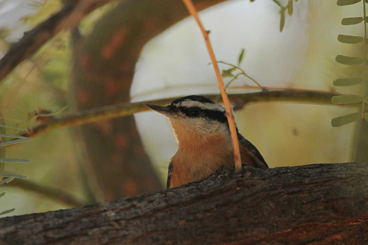 Red-breasted Nuthatch - ML609879505