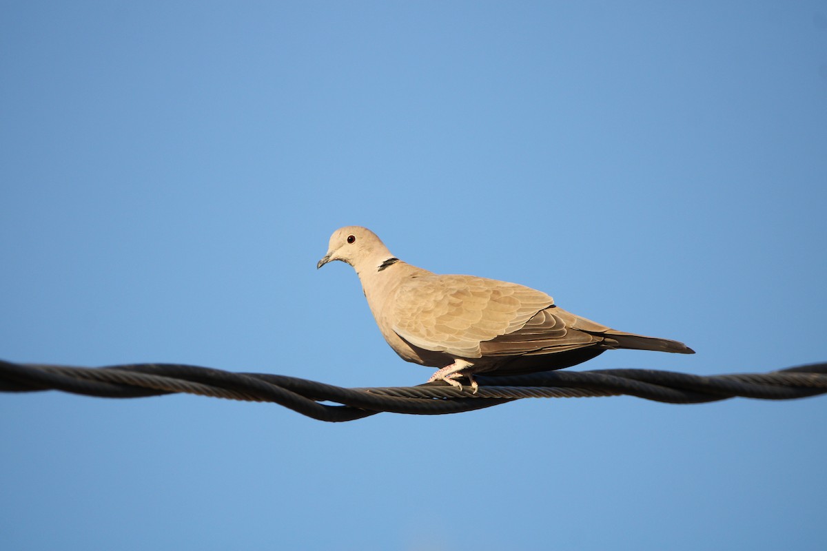 Eurasian Collared-Dove - ML609879516