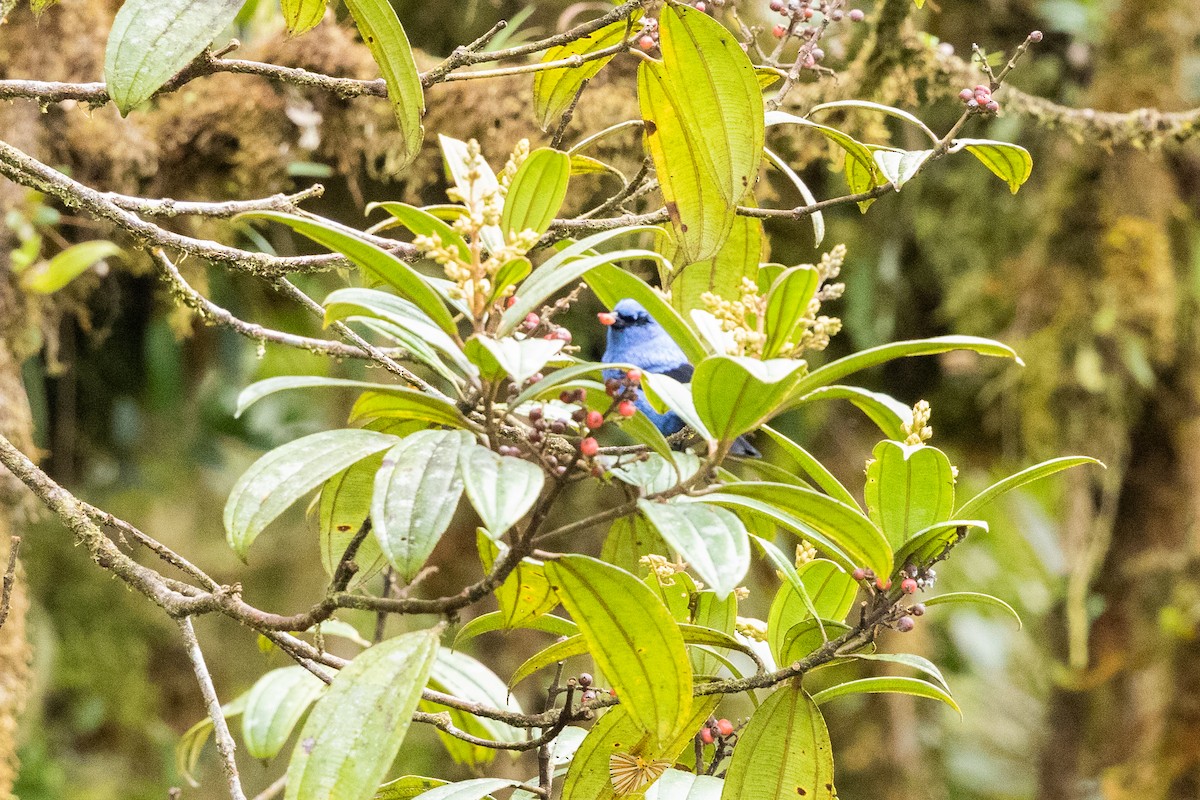 Blue-and-black Tanager (Blue-and-black) - ML609879520