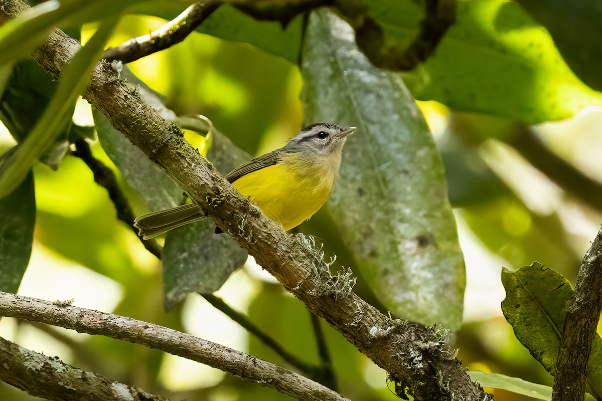Three-banded Warbler - ML609879557