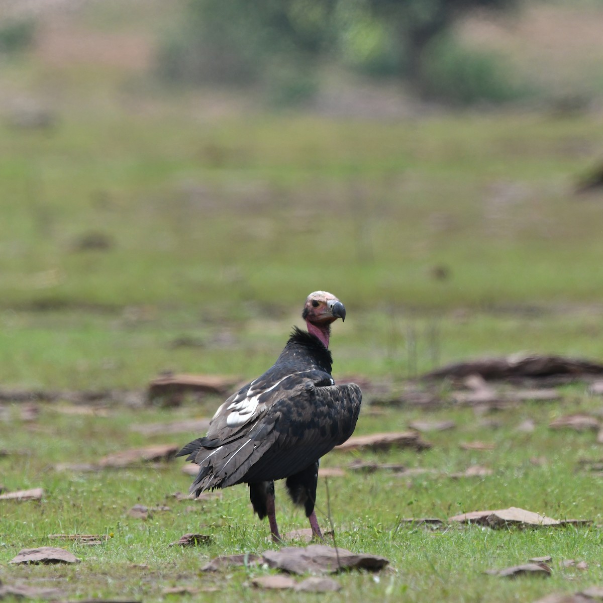 Red-headed Vulture - ML609879566