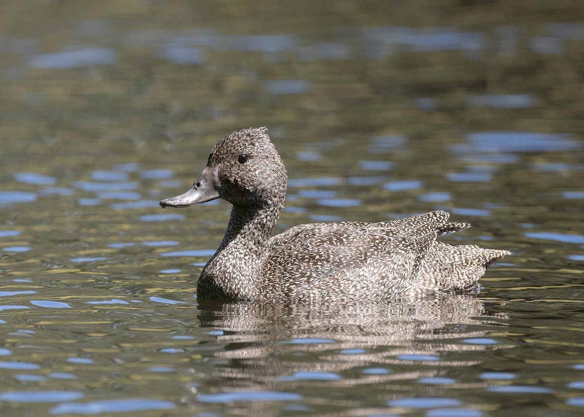 Freckled Duck - ML609879590
