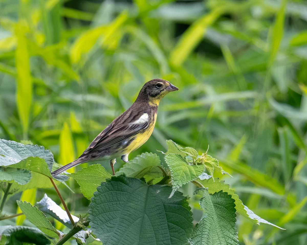Yellow-breasted Bunting - ML609879595