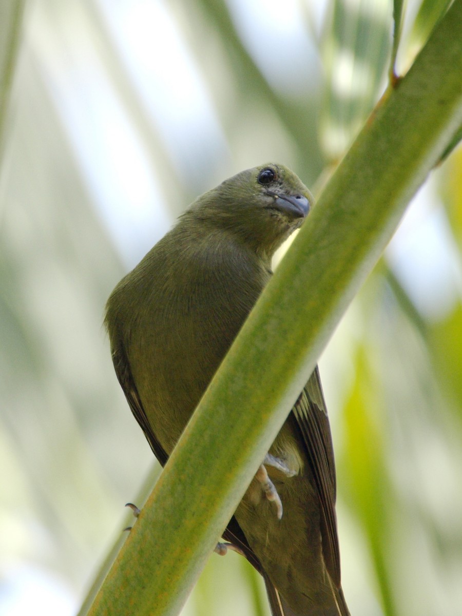 Palm Tanager - ML609879774