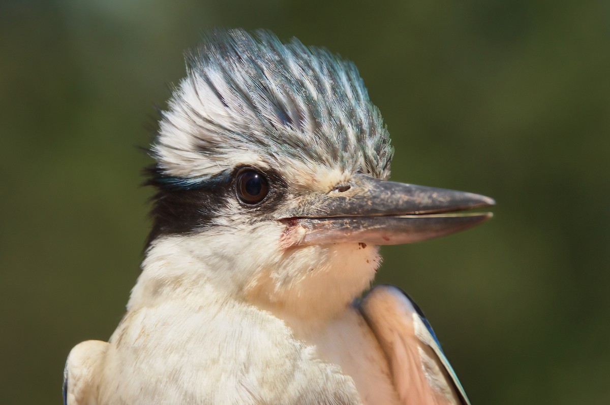 Red-backed Kingfisher - ML609879803