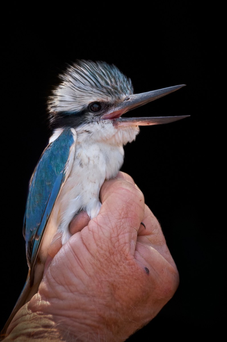 Red-backed Kingfisher - ML609879843