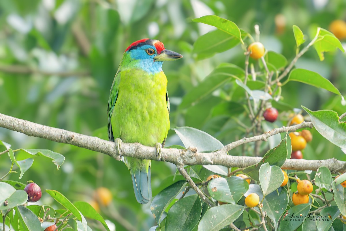 Blue-throated Barbet (Red-crowned) - ML609879889