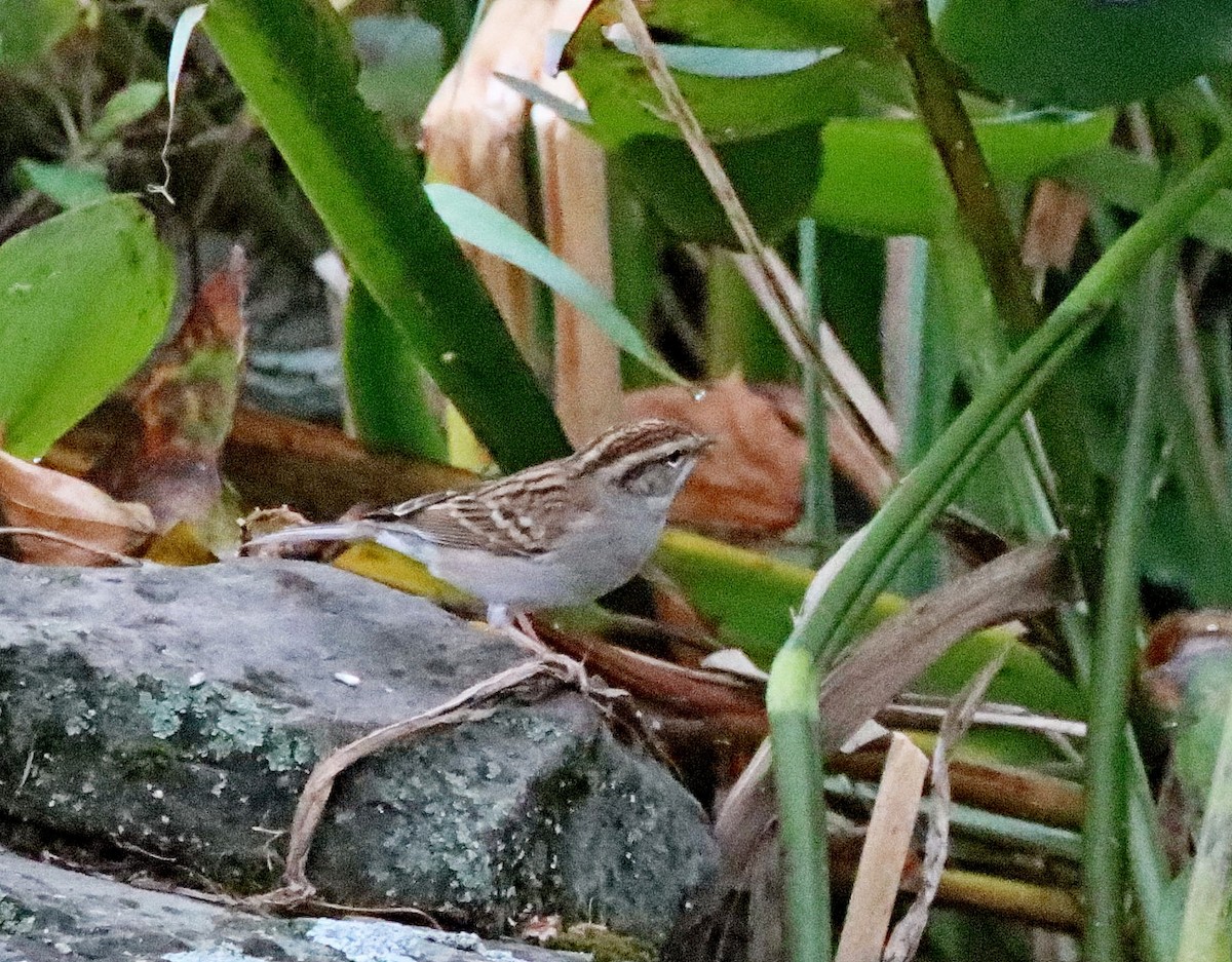Chipping Sparrow - ML609879892