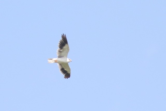 Black-winged Kite at Lam Toi Ting overgrown woods & marshes by Benjamin Pap