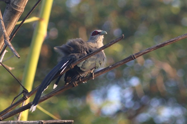 Green-billed Malkoha at Lam Toi Ting overgrown woods & marshes by Benjamin Pap