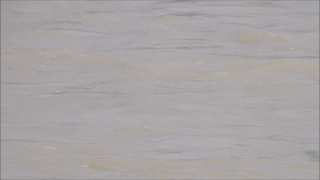 Чайка річкова - ML609881012