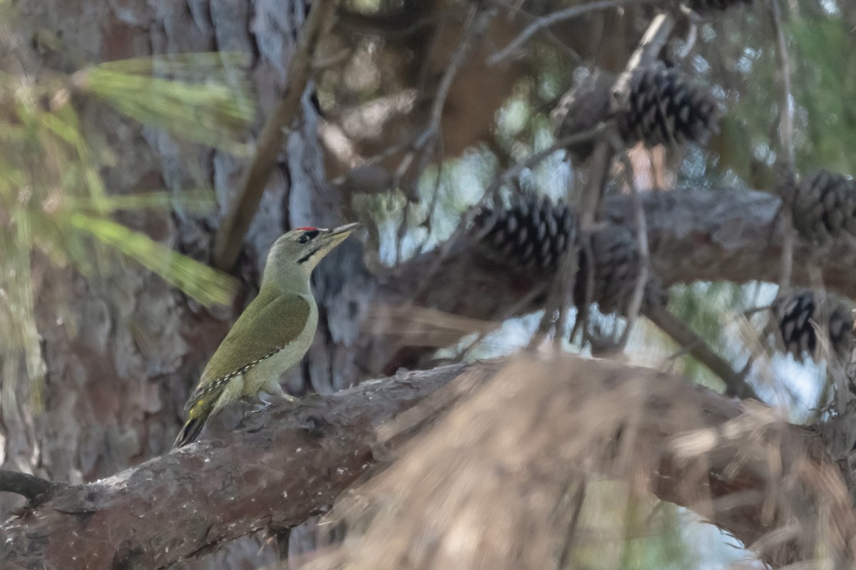 Gray-headed Woodpecker - ML609881867