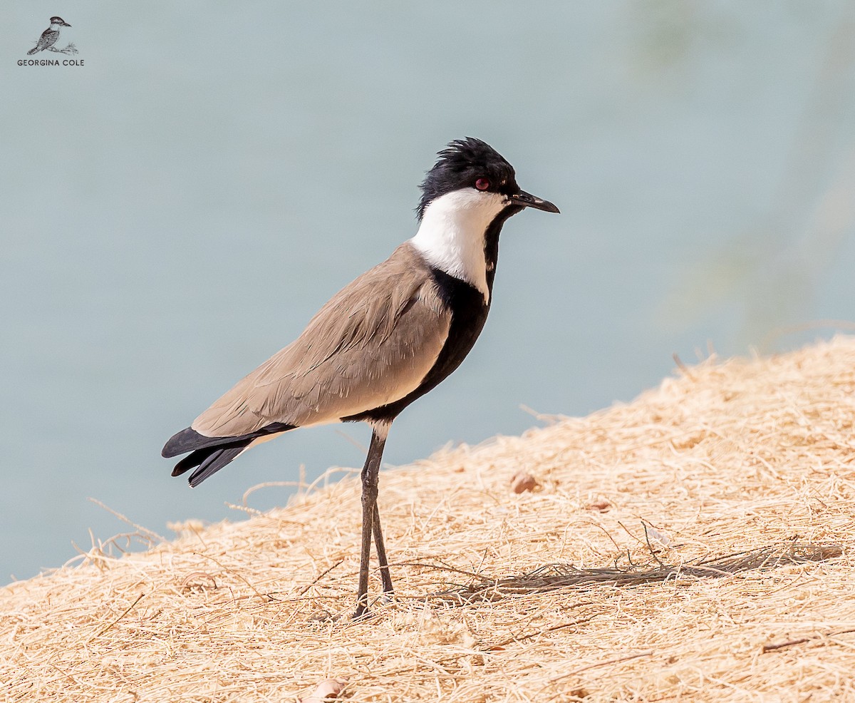 Spur-winged Lapwing - ML609882536