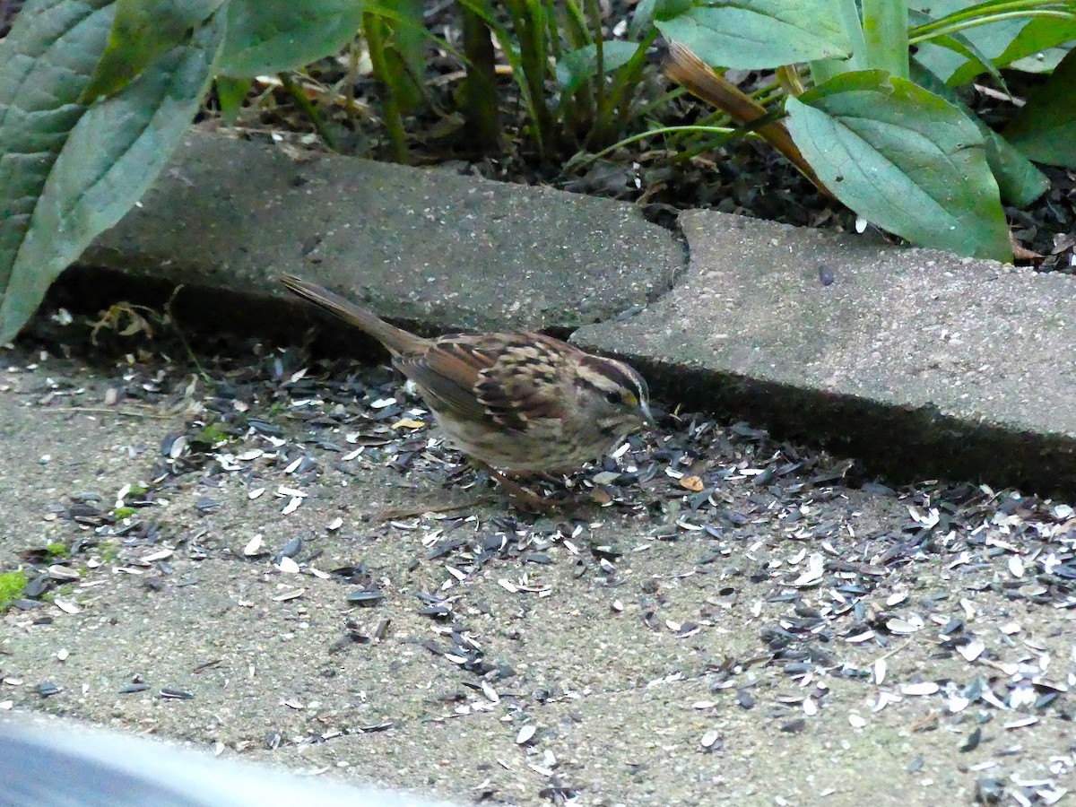 White-throated Sparrow - ML609882957