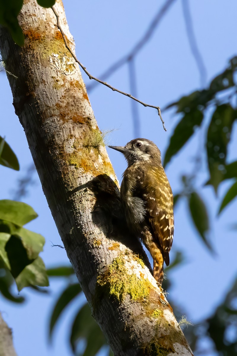 Sulawesi Pygmy Woodpecker - ML609882986