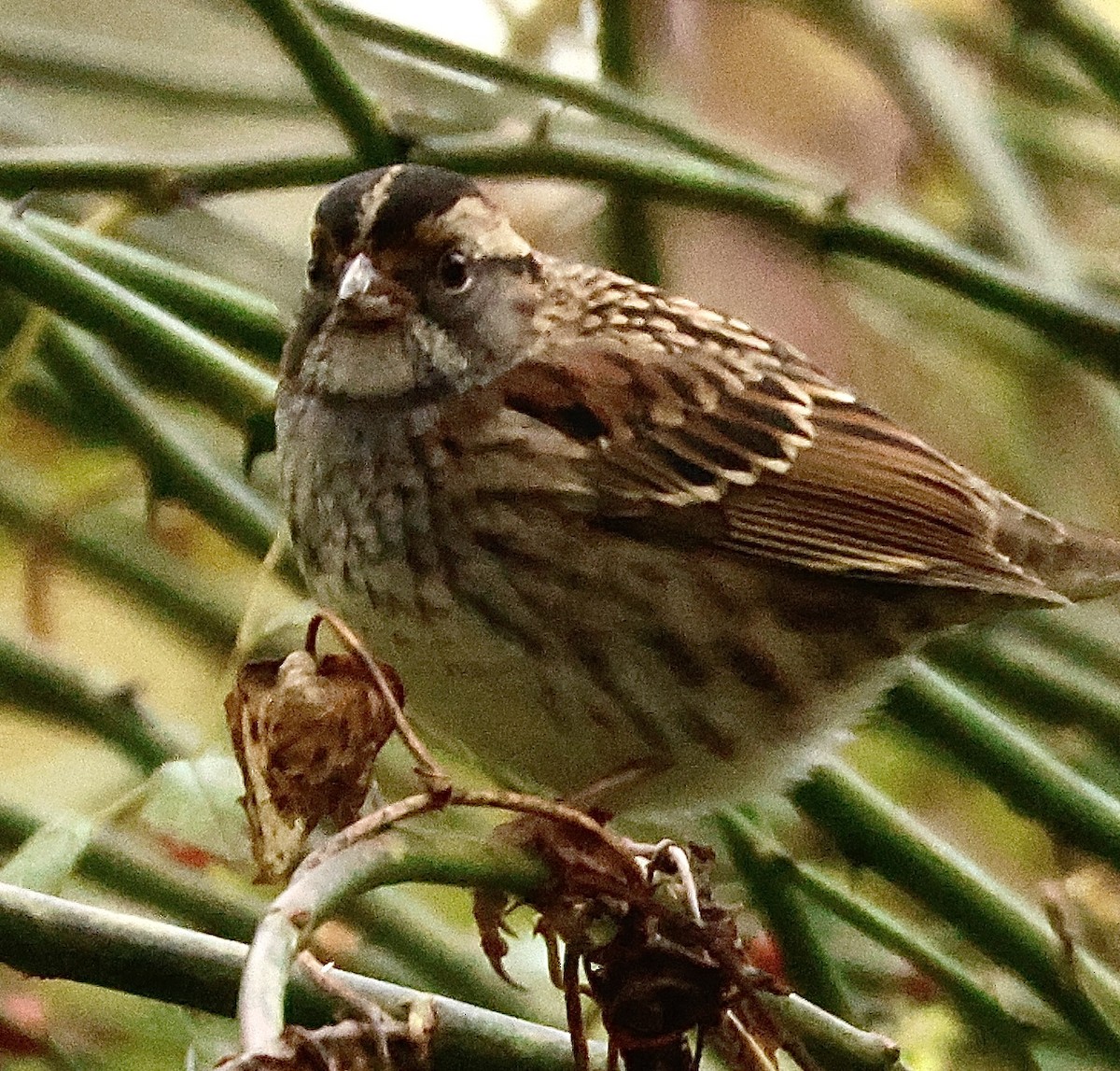 White-throated Sparrow - ML609883166