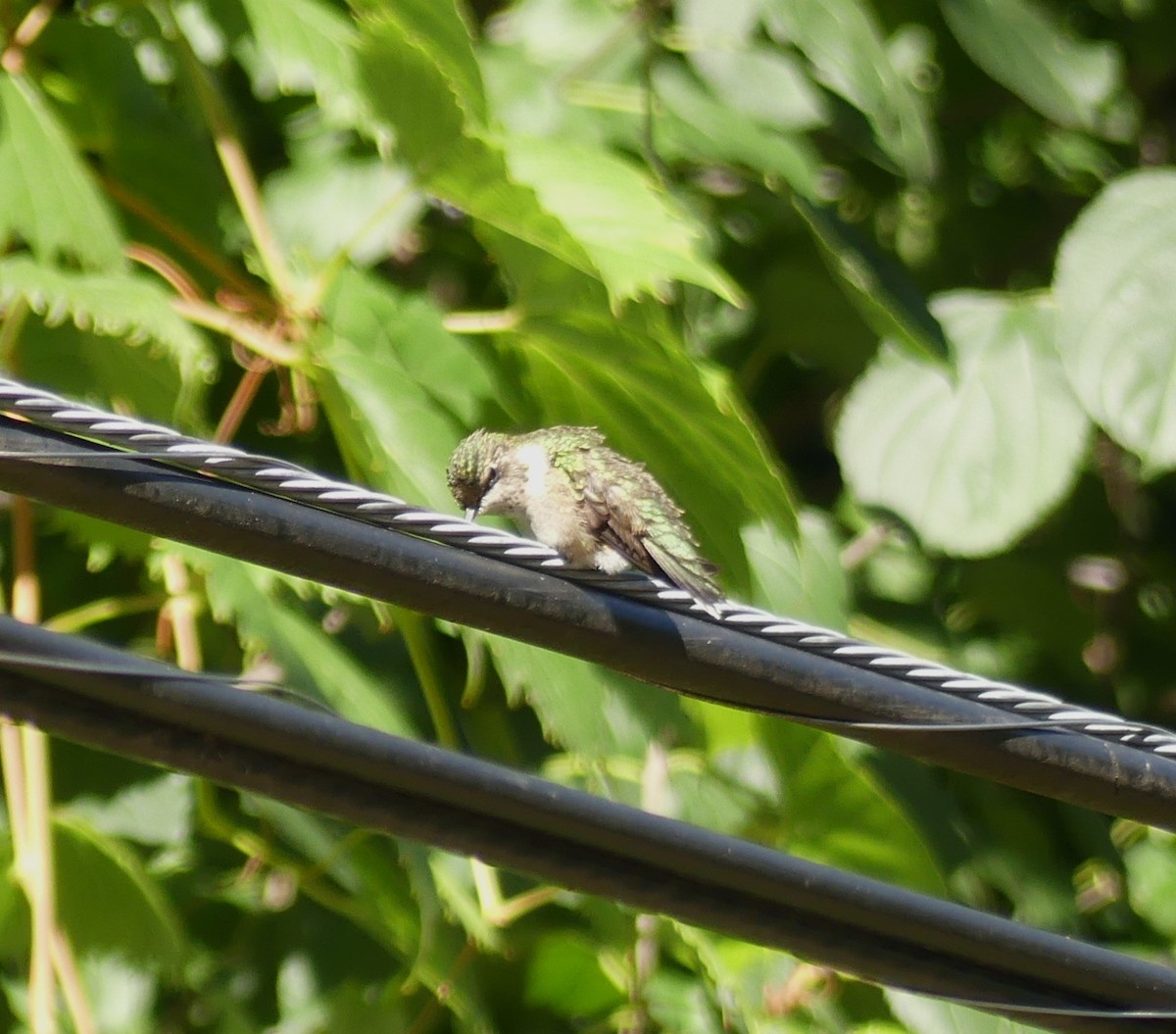 Ruby-throated Hummingbird - ML609883296