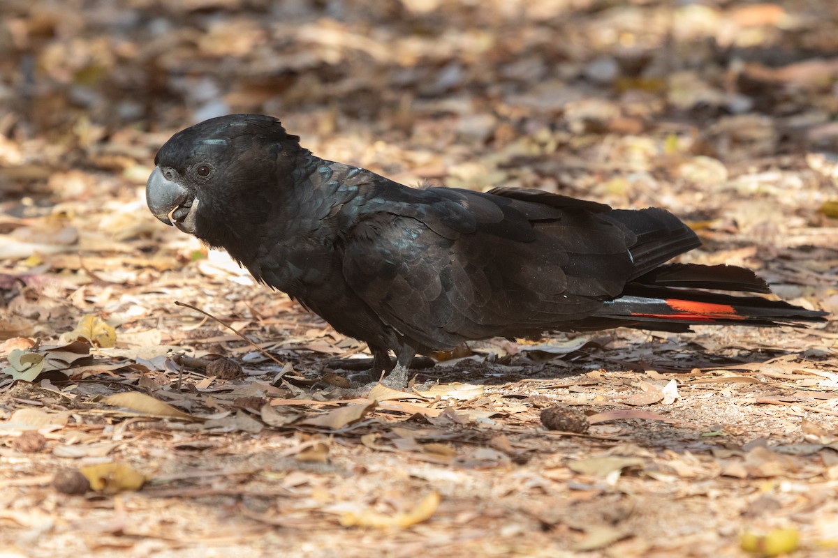 Red-tailed Black-Cockatoo - ML609883569
