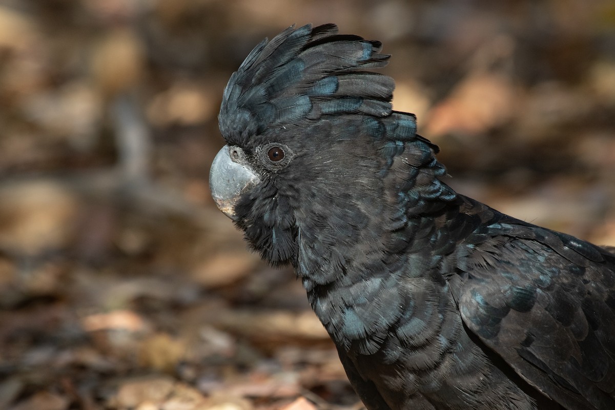 Red-tailed Black-Cockatoo - ML609883574