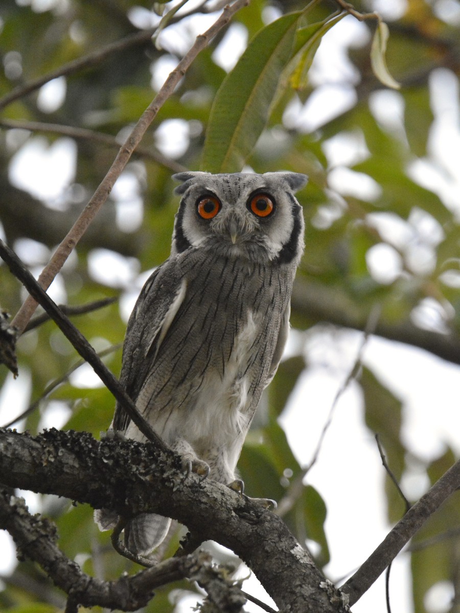 Southern White-faced Owl - ML609883998