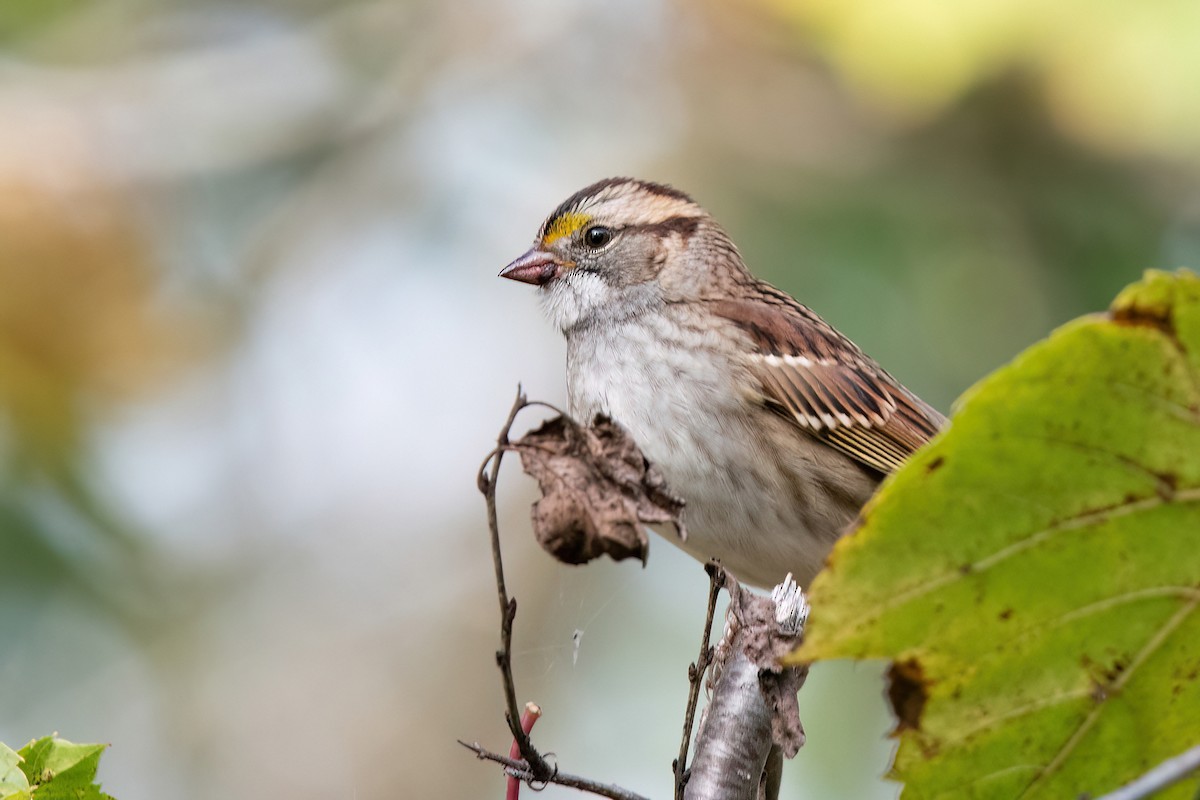 White-throated Sparrow - ML609884161