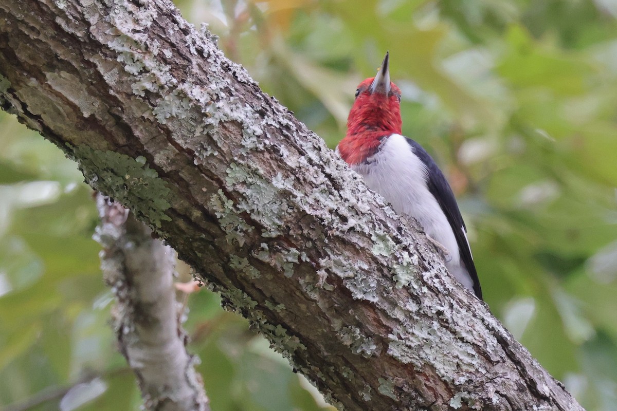 Red-headed Woodpecker - ML609884767