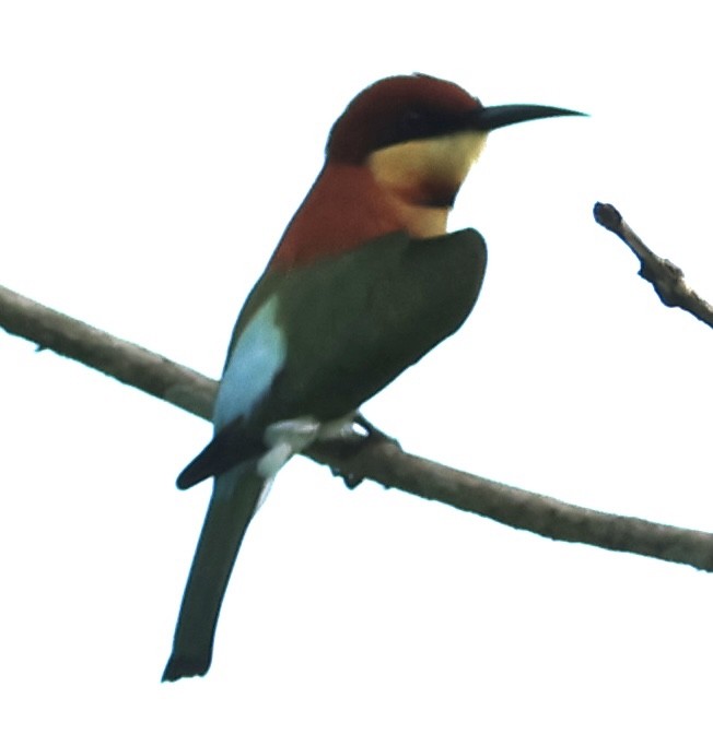 Chestnut-headed Bee-eater - ML609885182
