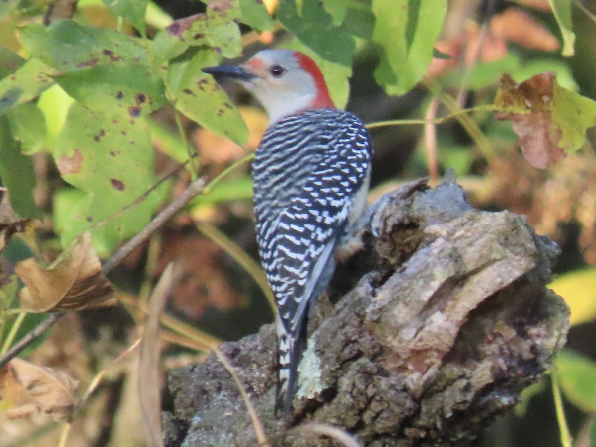 Red-bellied Woodpecker - ML609885208