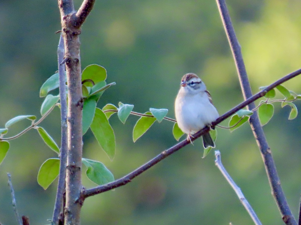 Chipping Sparrow - ML609885215