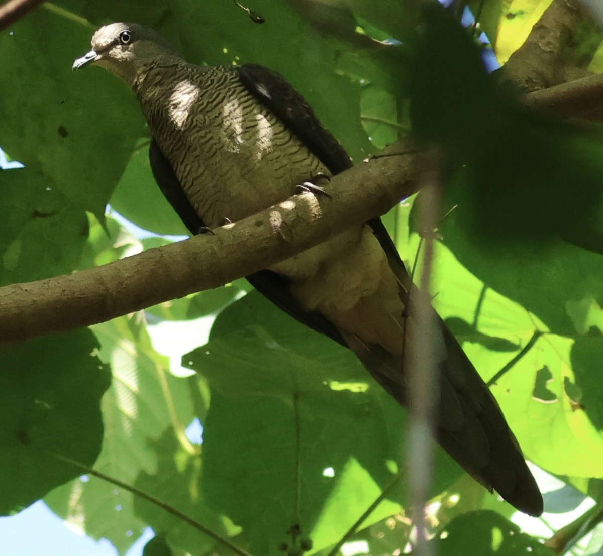 Barred Cuckoo-Dove - ML609885220