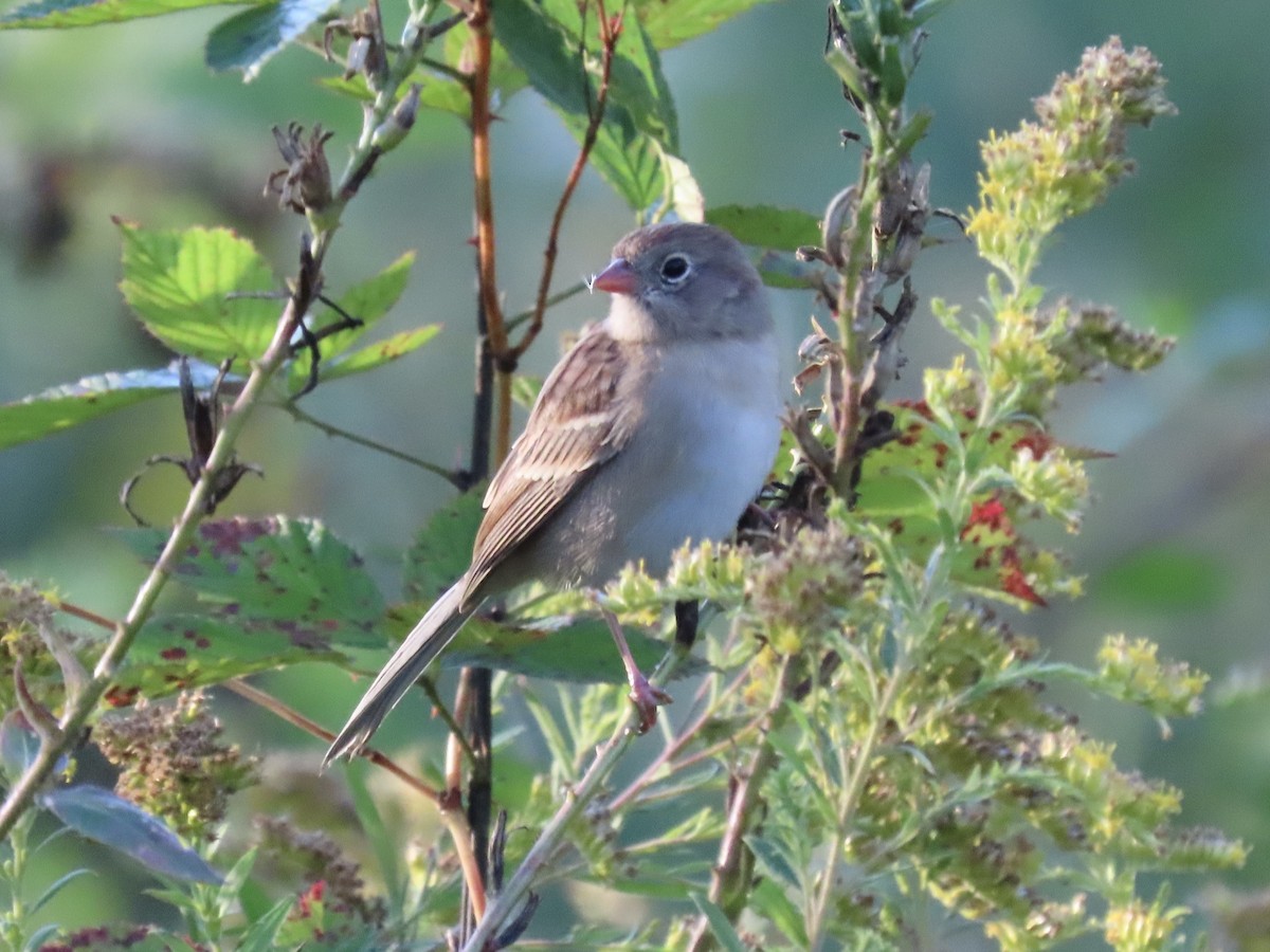 Field Sparrow - ML609885221