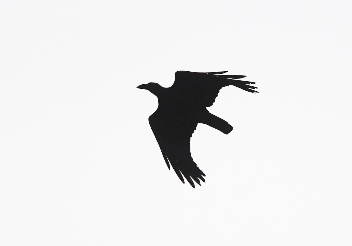 Long-billed Crow - ML609885481
