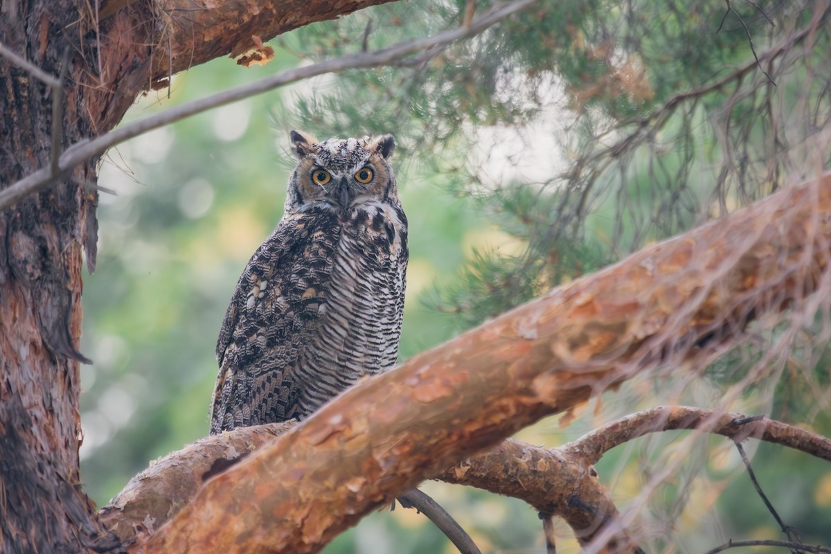 Great Horned Owl - ML609885606