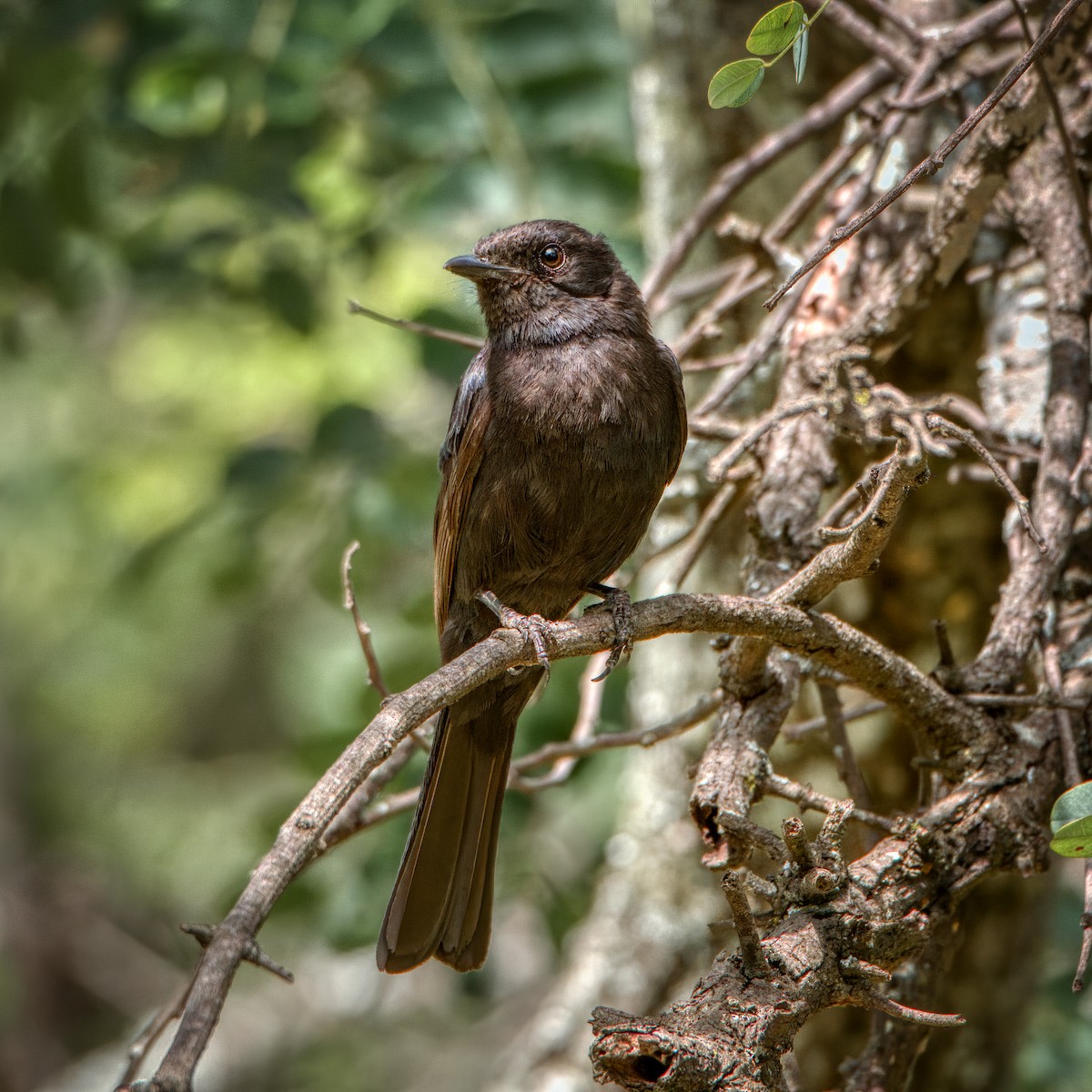Fork-tailed Drongo - ML609885759